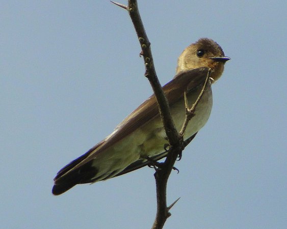 Photo (11): Southern Rough-winged Swallow