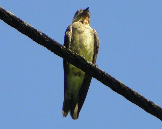 Photo (10): Southern Rough-winged Swallow