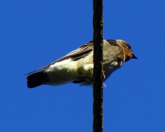 Photo (4): Southern Rough-winged Swallow