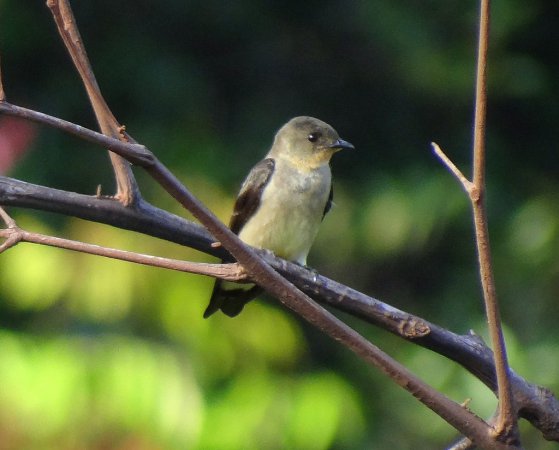 Photo (6): Southern Rough-winged Swallow