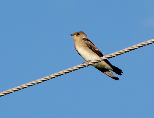 Photo (8): Southern Rough-winged Swallow