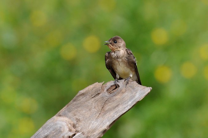 Photo (9): Southern Rough-winged Swallow