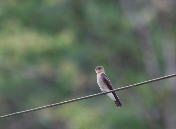 Photo (3): Southern Rough-winged Swallow
