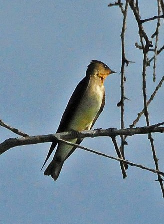 Photo (5): Southern Rough-winged Swallow