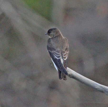 Photo (12): Southern Rough-winged Swallow