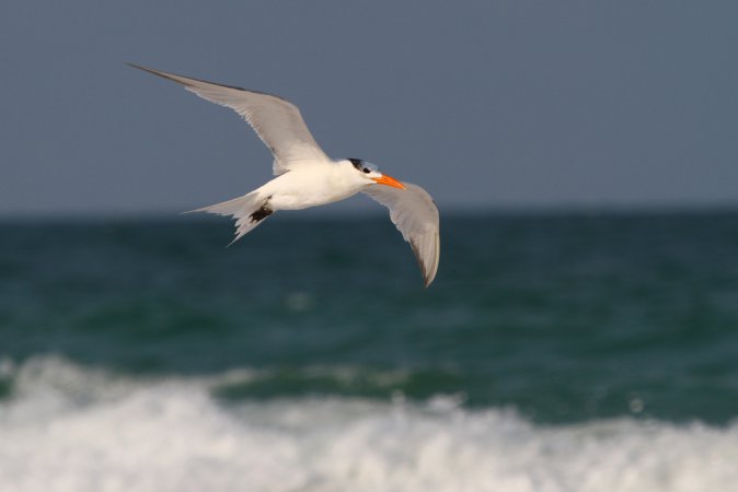Photo (19): Royal Tern