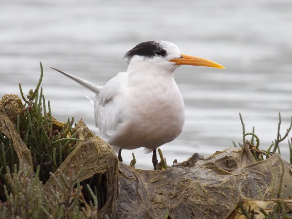 Photo (6): Elegant Tern