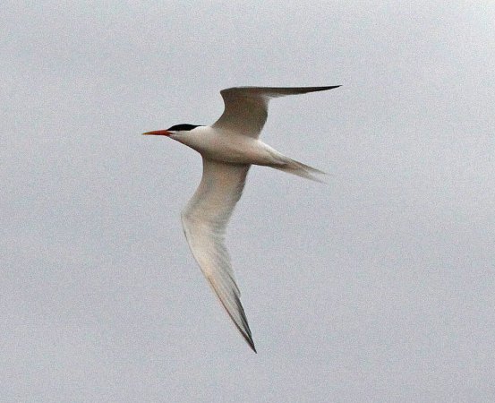 Photo (4): Elegant Tern