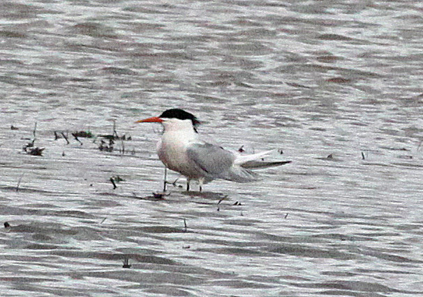 Photo (5): Elegant Tern