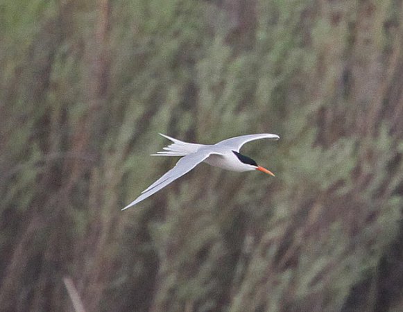 Photo (3): Elegant Tern