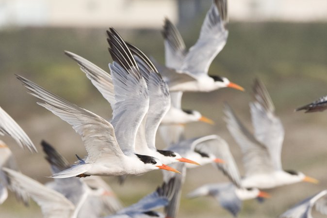 Photo (10): Elegant Tern