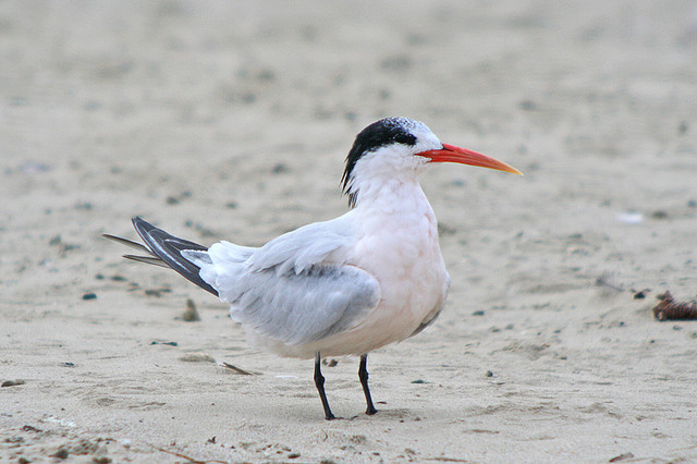Photo (13): Elegant Tern