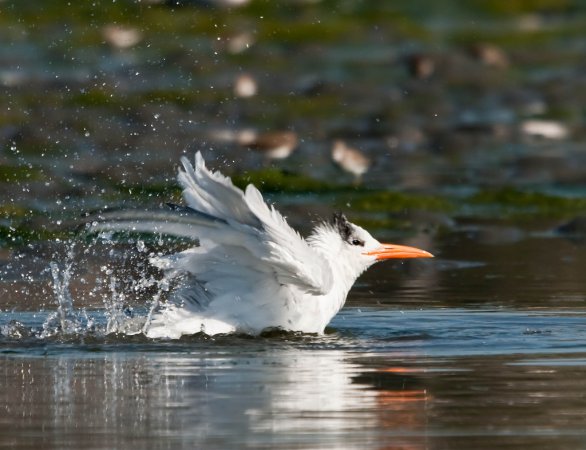 Photo (9): Elegant Tern