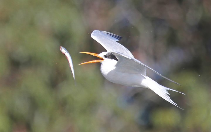 Photo (12): Elegant Tern