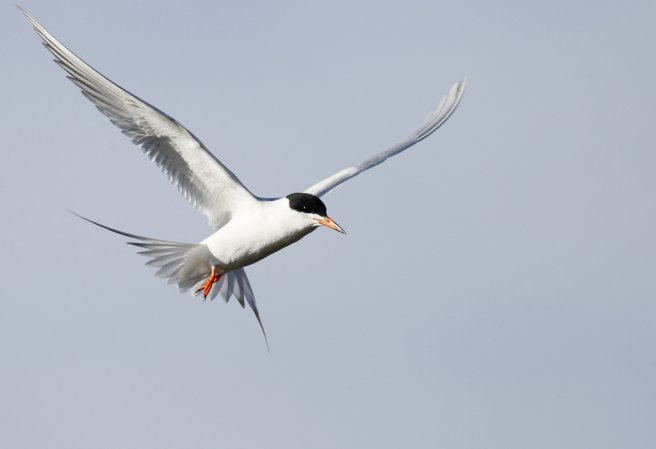 Photo (1): Forster's Tern