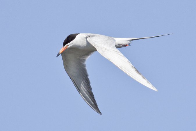 Photo (2): Forster's Tern