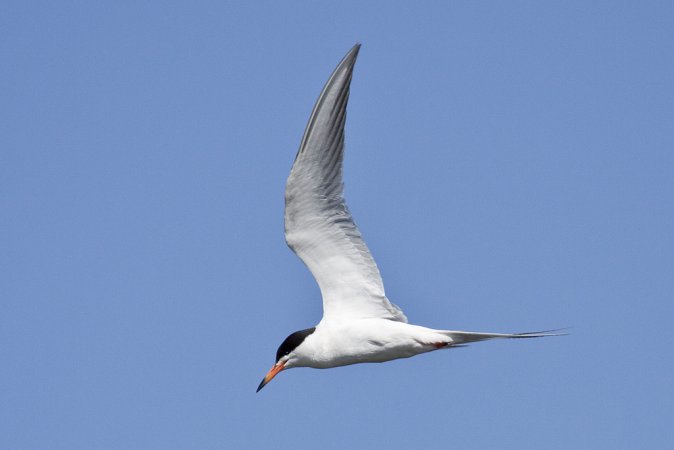 Photo (4): Forster's Tern
