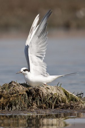 Photo (7): Forster's Tern