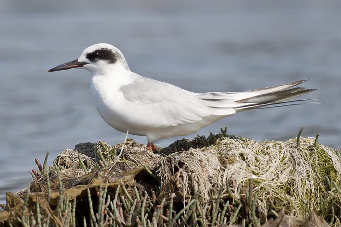 Photo (6): Forster's Tern