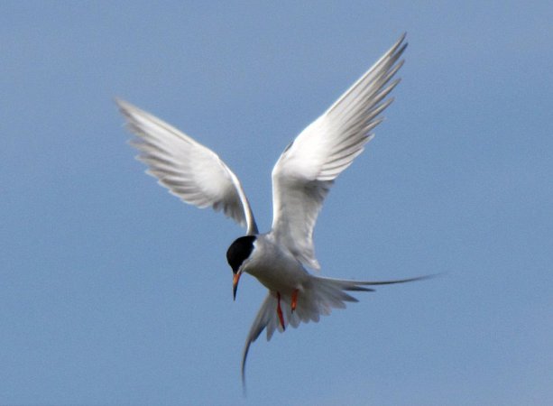 Photo (5): Forster's Tern