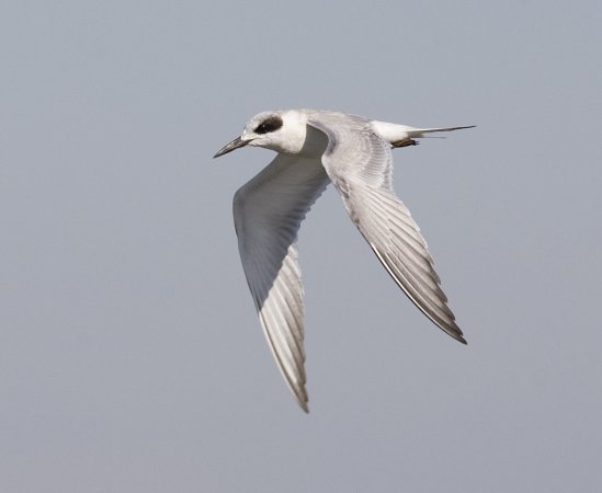 Photo (14): Forster's Tern