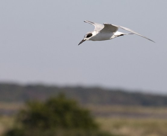 Photo (16): Forster's Tern
