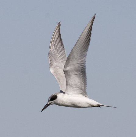 Photo (9): Forster's Tern