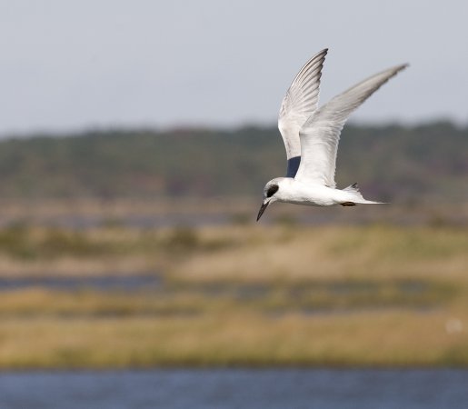 Photo (11): Forster's Tern