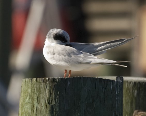 Photo (12): Forster's Tern