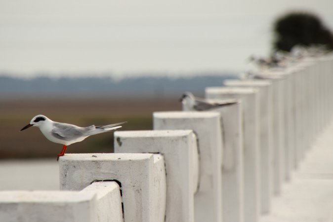 Photo (15): Forster's Tern