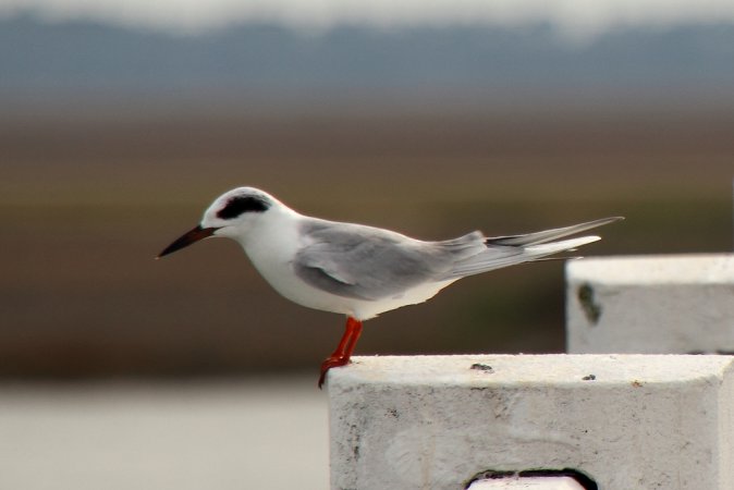 Photo (13): Forster's Tern