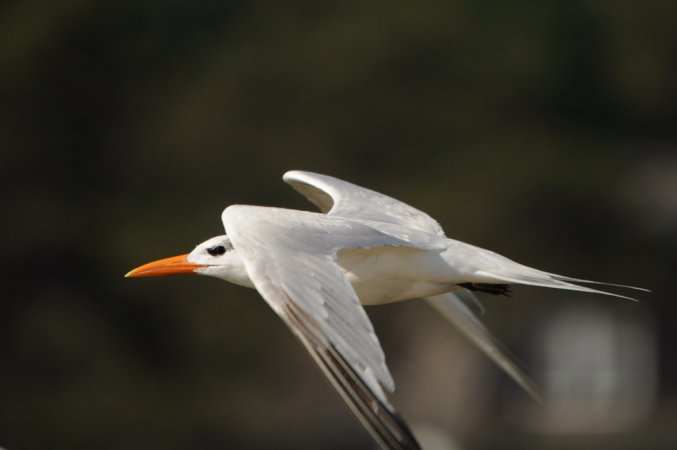 Photo (17): Royal Tern