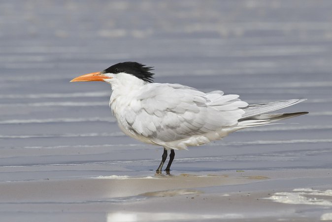 Photo (1): Royal Tern