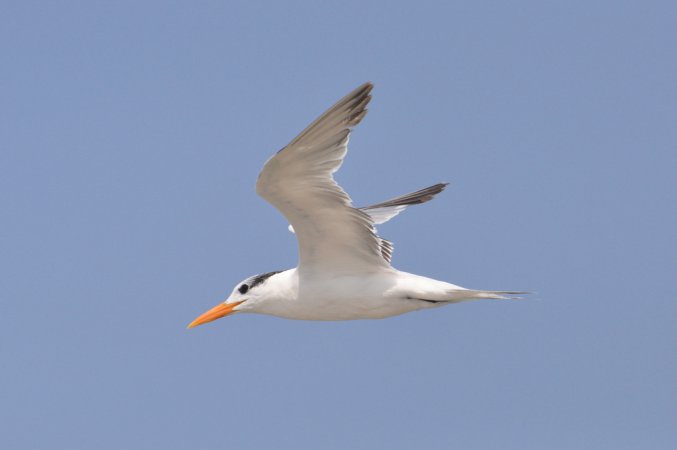 Photo (21): Royal Tern