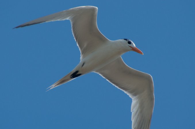 Photo (25): Royal Tern