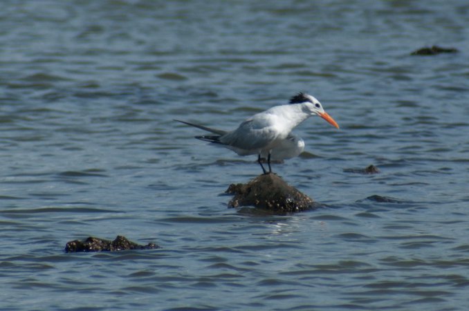 Photo (22): Royal Tern