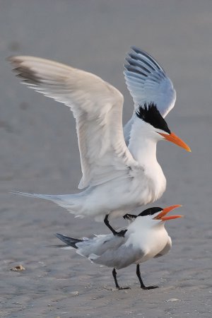 Photo (4): Royal Tern