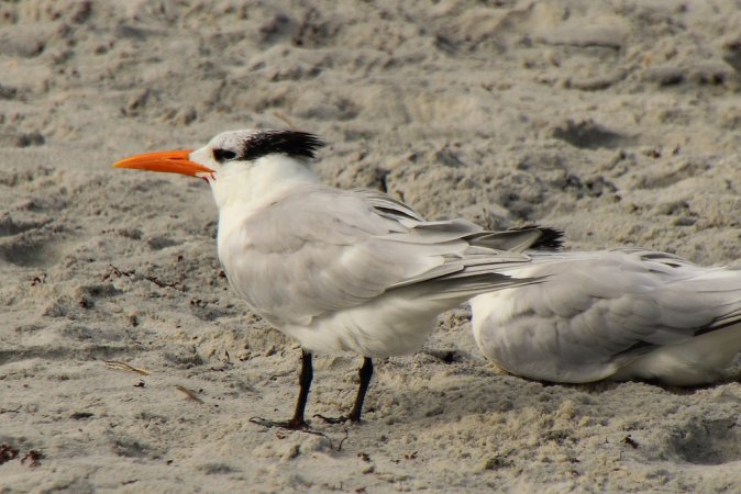 Photo (26): Royal Tern