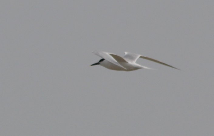 Photo (12): Sandwich Tern