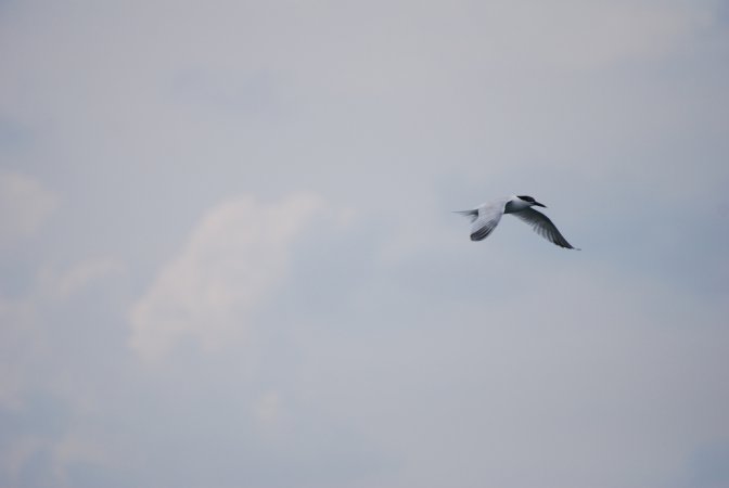 Photo (10): Sandwich Tern