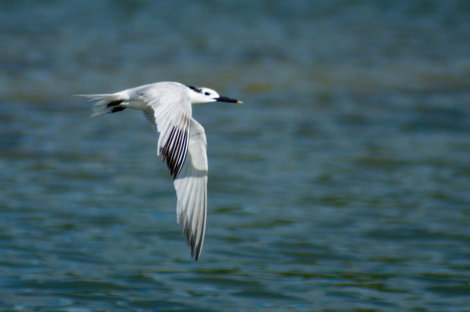 Photo (18): Sandwich Tern