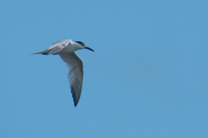 Photo (13): Sandwich Tern