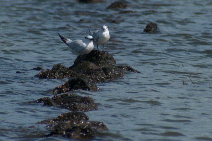 Photo (19): Sandwich Tern