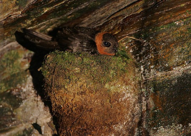 Photo (1): Chestnut-collared Swift