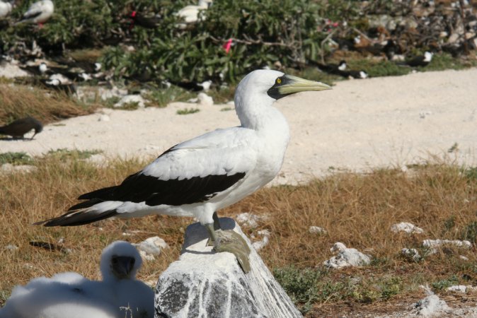 Photo (14): Masked Booby