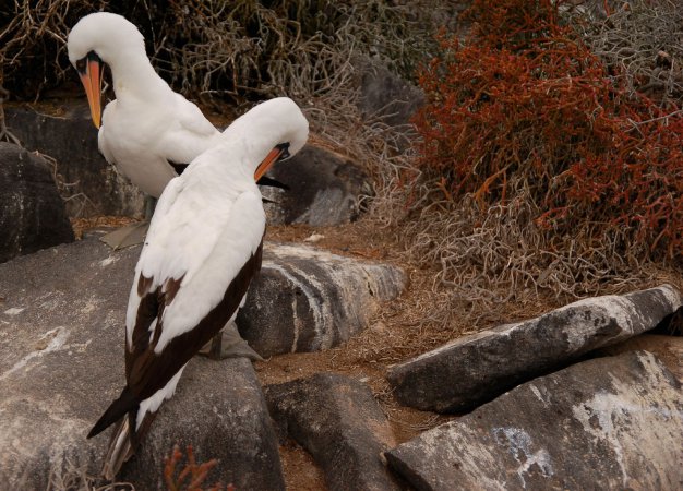 Photo (9): Masked Booby