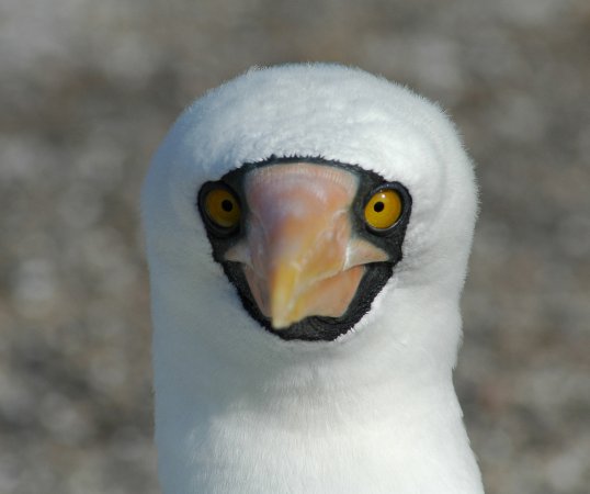 Photo (4): Masked Booby