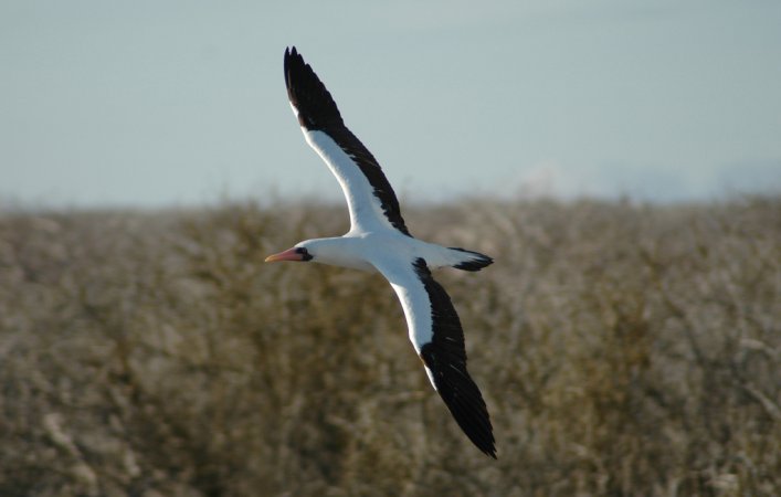 Photo (3): Masked Booby