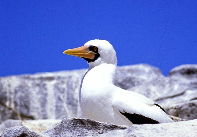 Photo (11): Masked Booby