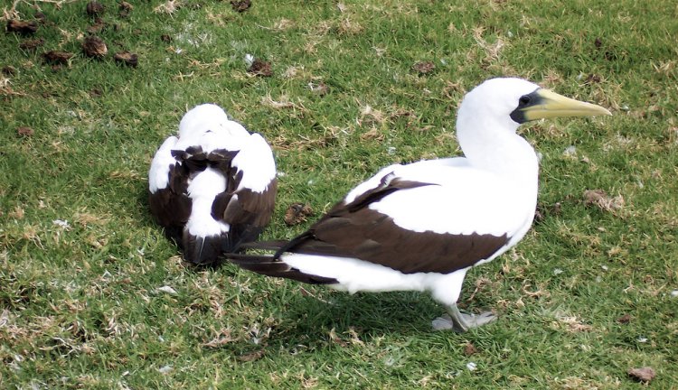 Photo (8): Masked Booby